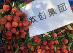 夏日好“枝”味，足球比分集团官网足球比分集团官网足球比分集团官网足球比分集团官网首页-足球比分(中国)-足球比分(中国)
集团发福“荔”啦